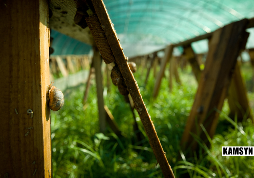 baabda-society-dd-2014-photos-emile-issa-_mg_4034-15